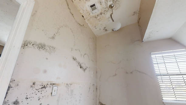 Best Mold Damage Restoration  in Saw Creek, PA