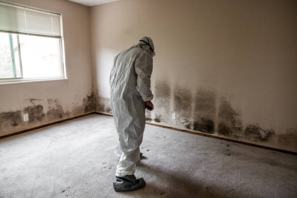 Best Basement Mold Removal  in Saw Creek, PA